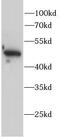 AP-2 complex subunit mu antibody, FNab10360, FineTest, Western Blot image 