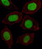 Homeobox protein engrailed-1 antibody, abx033297, Abbexa, Immunohistochemistry paraffin image 