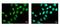 Zinc Finger MYND-Type Containing 11 antibody, GTX103403, GeneTex, Immunofluorescence image 