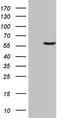 Ligand-dependent corepressor antibody, LS-C340409, Lifespan Biosciences, Western Blot image 