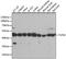 Elongation factor Tu, mitochondrial antibody, A6423, ABclonal Technology, Western Blot image 