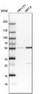 LYN Proto-Oncogene, Src Family Tyrosine Kinase antibody, HPA001231, Atlas Antibodies, Western Blot image 