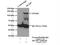 MLX Interacting Protein antibody, 13614-1-AP, Proteintech Group, Immunoprecipitation image 