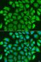 CRAF1 antibody, LS-C750079, Lifespan Biosciences, Immunofluorescence image 
