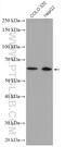 Zinc Finger Protein 674 antibody, 24747-1-AP, Proteintech Group, Western Blot image 