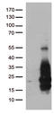 Heparin Binding EGF Like Growth Factor antibody, TA812466, Origene, Western Blot image 