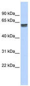 Peptidase D antibody, TA335138, Origene, Western Blot image 