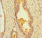 LIM Zinc Finger Domain Containing 3 antibody, LS-C395952, Lifespan Biosciences, Immunohistochemistry paraffin image 