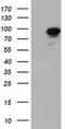 Phosphoinositide 3-kinase adapter protein 1 antibody, MA5-25249, Invitrogen Antibodies, Western Blot image 