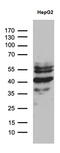 Zinc Finger Protein 670 antibody, M15392, Boster Biological Technology, Western Blot image 