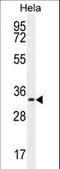 Cyclin-H antibody, LS-C168475, Lifespan Biosciences, Western Blot image 
