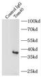 Translocase Of Outer Mitochondrial Membrane 40 antibody, FNab08860, FineTest, Immunoprecipitation image 