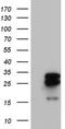 Mitochondrial Ribosomal Protein S7 antibody, NBP2-45433, Novus Biologicals, Western Blot image 