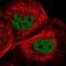 Protein CASC5 antibody, NBP1-89223, Novus Biologicals, Immunocytochemistry image 