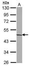 Zinc Finger And SCAN Domain Containing 31 antibody, GTX103378, GeneTex, Western Blot image 