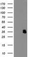 Interferon Induced Protein 35 antibody, LS-C173213, Lifespan Biosciences, Western Blot image 