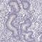 Coiled-Coil Domain Containing 136 antibody, HPA071015, Atlas Antibodies, Immunohistochemistry frozen image 