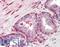 Sfrs2 antibody, LS-B9760, Lifespan Biosciences, Immunohistochemistry paraffin image 