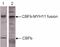 Myosin-11 antibody, CI1028, Boster Biological Technology, Western Blot image 