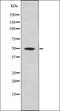 MOK Protein Kinase antibody, orb335839, Biorbyt, Western Blot image 