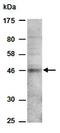 Wnt Family Member 2 antibody, orb67019, Biorbyt, Western Blot image 