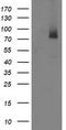 IlvB Acetolactate Synthase Like antibody, CF503080, Origene, Western Blot image 