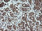 STK38L antibody, LS-C174201, Lifespan Biosciences, Immunohistochemistry frozen image 