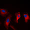 Microtubule-associated serine/threonine-protein kinase 3 antibody, LS-C353330, Lifespan Biosciences, Immunofluorescence image 
