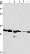 Prohibitin antibody, TA349430, Origene, Western Blot image 