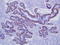 Calponin 1 antibody, TA327613, Origene, Immunohistochemistry paraffin image 