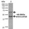 Autophagy Related 12 antibody, LS-C775290, Lifespan Biosciences, Western Blot image 