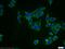 FRAS1 Related Extracellular Matrix 1 antibody, 13086-1-AP, Proteintech Group, Immunofluorescence image 
