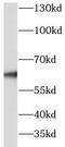 Nuclear receptor subfamily 1 group D member 1 antibody, FNab05832, FineTest, Western Blot image 