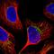 MPC1 antibody, HPA055790, Atlas Antibodies, Immunofluorescence image 