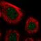 Paralemmin-3 antibody, HPA052794, Atlas Antibodies, Immunofluorescence image 