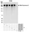 RNA Polymerase II antibody, A304-407A, Bethyl Labs, Immunoprecipitation image 