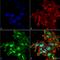 Autophagy Related 2A antibody, LS-C775474, Lifespan Biosciences, Immunocytochemistry image 