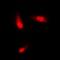 Keratin 8 antibody, orb214166, Biorbyt, Immunofluorescence image 