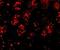 PHD Finger Protein 6 antibody, IHC-00292, Bethyl Labs, Immunohistochemistry frozen image 