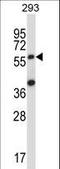 NAP-4 antibody, LS-C161383, Lifespan Biosciences, Western Blot image 