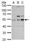 SS18 Subunit Of BAF Chromatin Remodeling Complex antibody, GTX129428, GeneTex, Western Blot image 
