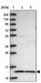 Coiled-coil-helix-coiled-coil-helix domain-containing protein 1 antibody, PA5-58635, Invitrogen Antibodies, Western Blot image 