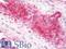 Sex Hormone Binding Globulin antibody, LS-B9954, Lifespan Biosciences, Immunohistochemistry frozen image 