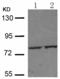 Ezrin antibody, TA323778, Origene, Western Blot image 