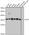 PCNA antibody, A0264, ABclonal Technology, Western Blot image 