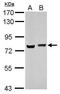 Heterogeneous nuclear ribonucleoprotein M antibody, PA5-30247, Invitrogen Antibodies, Western Blot image 