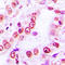 SKI Like Proto-Oncogene antibody, LS-C368515, Lifespan Biosciences, Immunohistochemistry paraffin image 