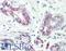 Rah1 antibody, LS-B8585, Lifespan Biosciences, Immunohistochemistry paraffin image 