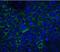 Neuritin 1 antibody, NBP1-77282, Novus Biologicals, Immunocytochemistry image 