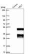 Helt BHLH Transcription Factor antibody, PA5-57564, Invitrogen Antibodies, Western Blot image 